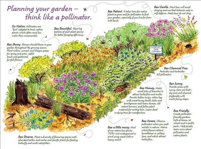 LGSpace's tweet image. Planning your #garden? Please think like a #pollinator! 🐝  via @blissberryfarm #biodiversity #gardening #savethebees