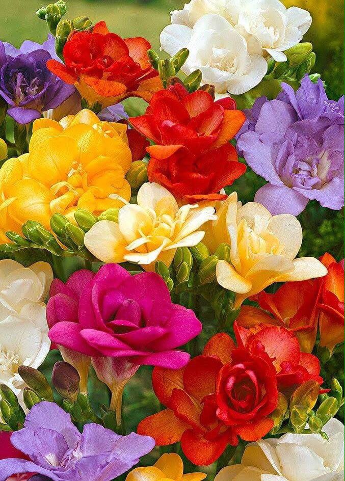 AsUdEGüL (672) tweet media