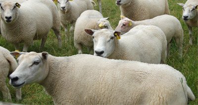 ICYMI: Farmers warned to prepare for increase in liver fluke mrcvs.co.uk/en/news/15056/… …