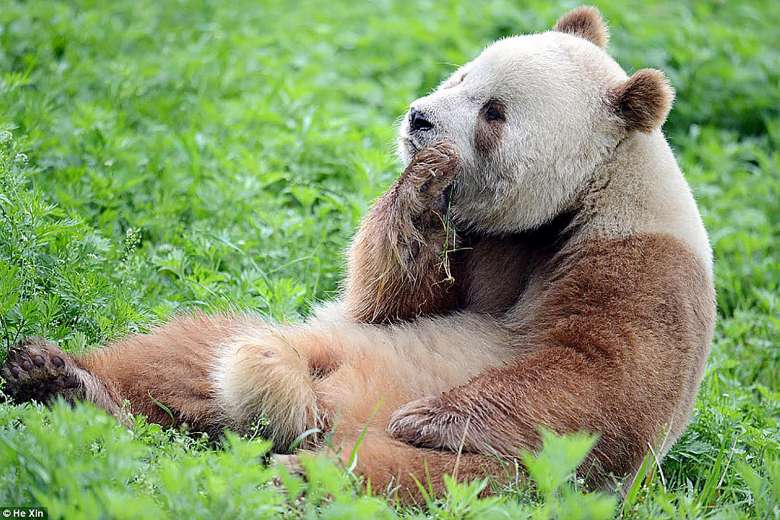 straits_times's tweet photo. World's only brown panda, abandoned by its mother, gets ready for mating https://t.co/Vlx4Sxe2bE https://t.co/7qZtwsBFLM