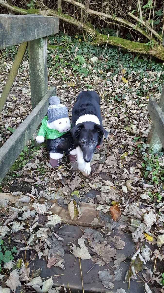 XrayPig's tweet photo. Crossing a bridge with the help of my mate. #friends #outdoor play #charitytuesday #threepeaks RT? https://t.co/NzzuYO2I1Z
