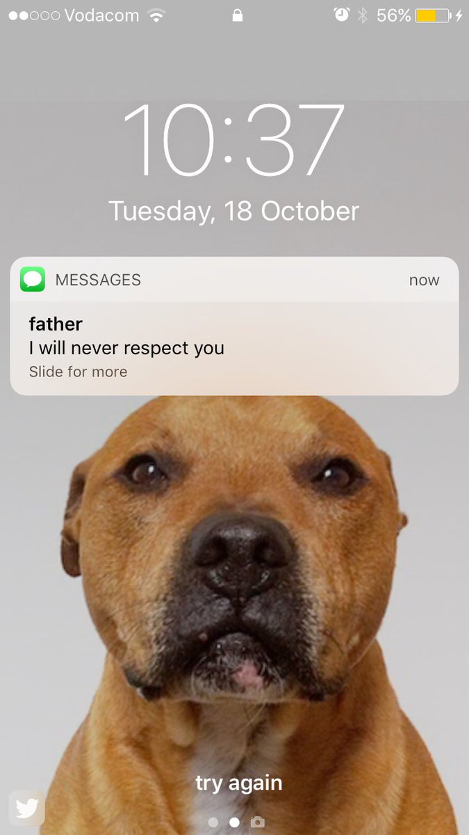 andrewmpearce's tweet photo. every time i look at my phone my heart melts because my dog is so goddamn cute 😍♥️ https://t.co/rXsh2aYYLO