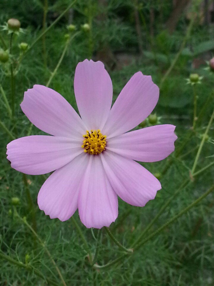 💓
#..
노을빛
머금고서
방긋웃는
어여쁜
코스모스
고운
향기
날리면
아스라히
눈에
떠올라요
분내음
폴폴
내게
풍기면서
해맑게
웃음짓던
놀빛얼굴
그애가!...💕

☆.노을빛 머금은 코스모스와
     해거름 들녘에서
     그리운 맘으로. 유 소추