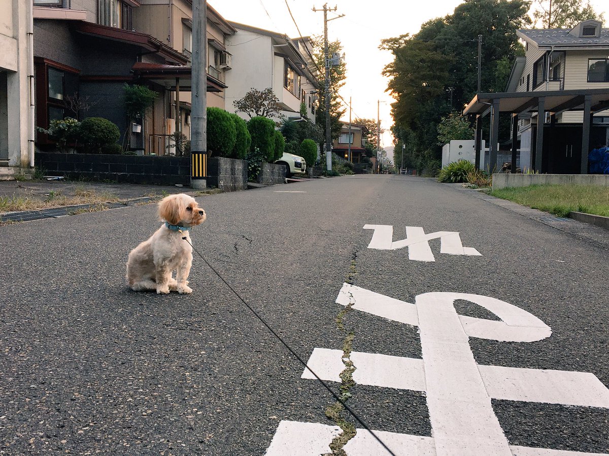 m_an1221na's tweet photo. 君は止まらなくてよろしい😅💦
#NEEGO #ニーゴ #25
#自分を犬だと思ってない
#散歩の途中で止まれで止まる
#来月で1歳とか早すぎる
#まだまだ子供です
#mysweetbabe🐶 https://t.co/3k2Cqa5eSh
