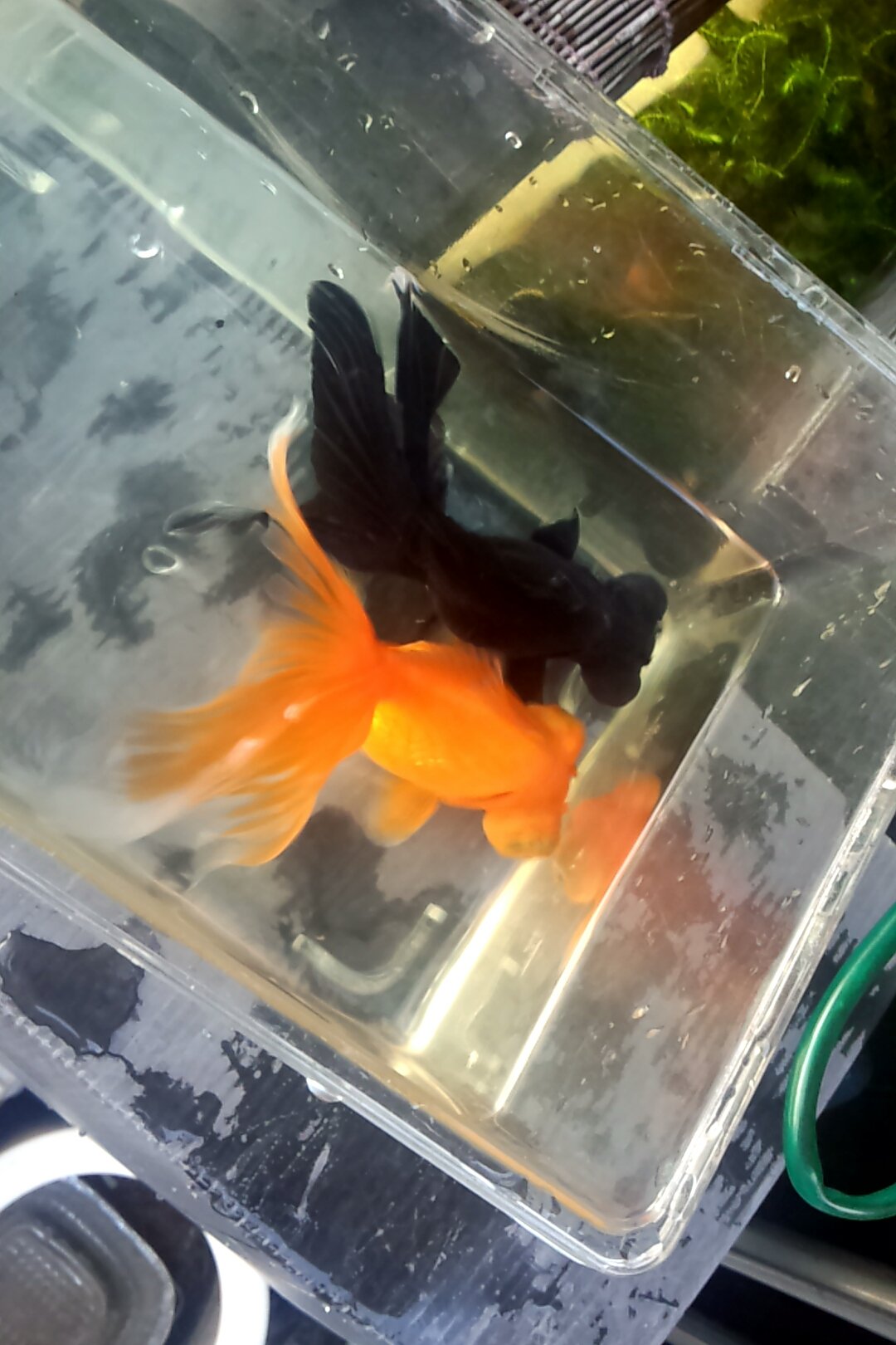 あかりん 去年の金魚すくいの金魚達の 巨大化がとまらない出目金とか 眼球ガラス玉より大きいかも 笑 金魚すくいの大物ばっかりだったからよけい成長早め T Co Cmshvoitz6 Twitter