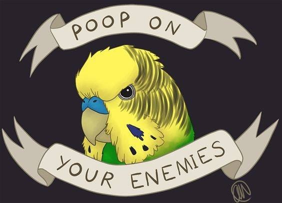 WeParrots's tweet photo. https://t.co/eUOrkjdMRN