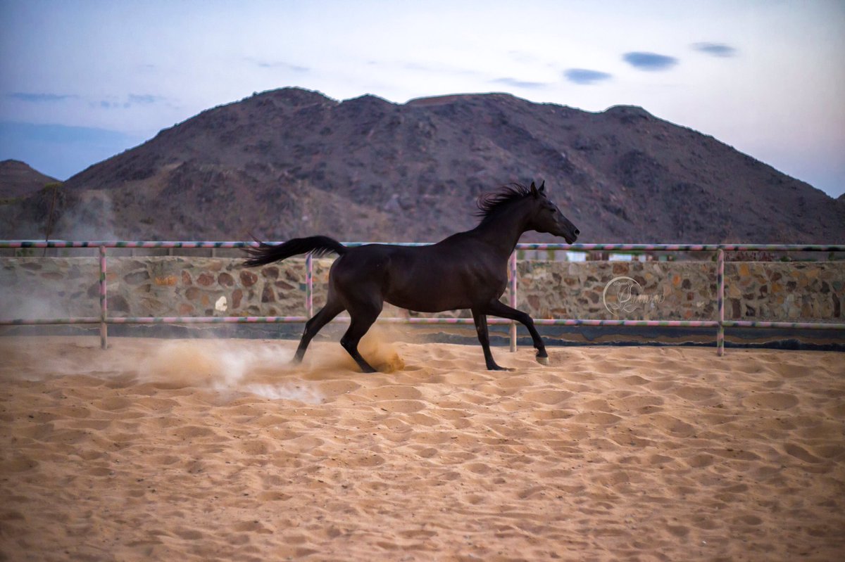 jawad_alamri tweet media