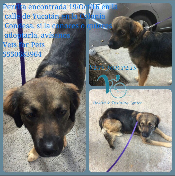 VetsforPets's tweet photo. Una Clienta encontró a esta pequeña. Ayudemosla a regresará su casa o a encontrar una nueva. https://t.co/zVa3kJ3W4G