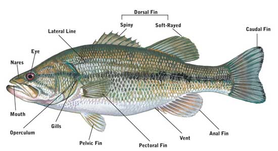 MrsCarr25's tweet photo. My unofficial learning environment is a 2nd grade classroom at Calvary Day School, and I love teaching them about fish anatomy! #EDU3161 https://t.co/Yxb4jxAOky