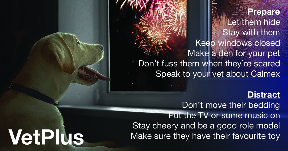 VetPlusUK's tweet image. Help keep your dog calm this bonfire night by following these simple steps. #ScaredDog #fireworks vetplusglobal.com/petzone/8-ways…