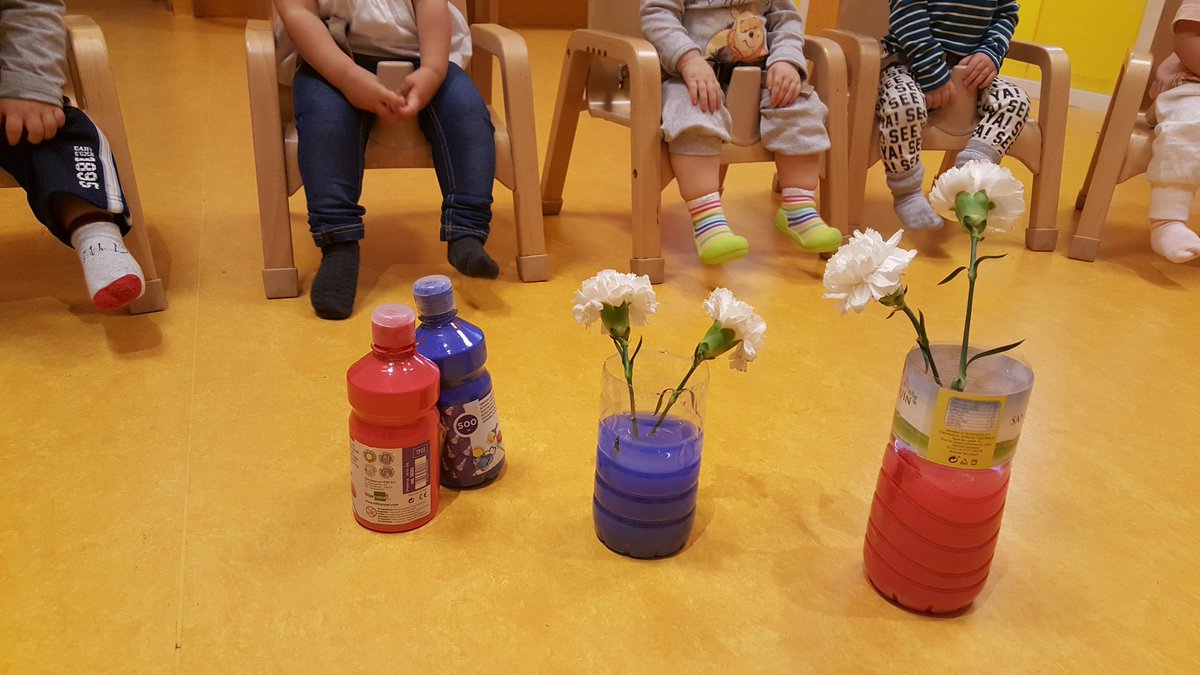 teacherpaloma's tweet photo. @Novaschool_es @SilviaPalomoCis @Novaschool_MlgC Experiment: "Color changing carnations" #proyectoDIY #1yo https://t.co/0U3dmvr9vk