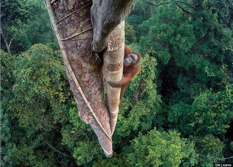 BBC's tweet photo. 📷 Orangutan's fig challenge climbs to top spot in the Wildlife Photographer of the Year awards. More #WPY52 winners 👉https://t.co/g4QQ6e2kQN https://t.co/og0NvoLVPt