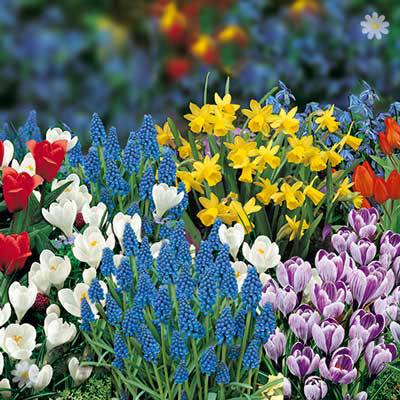 HardyOrchid's tweet photo. Bring colors to your garden easily with drop in bulb pods from our friends at @YouGardenUK https://t.co/nUT5zCMNjf https://t.co/ZDsESDySxc