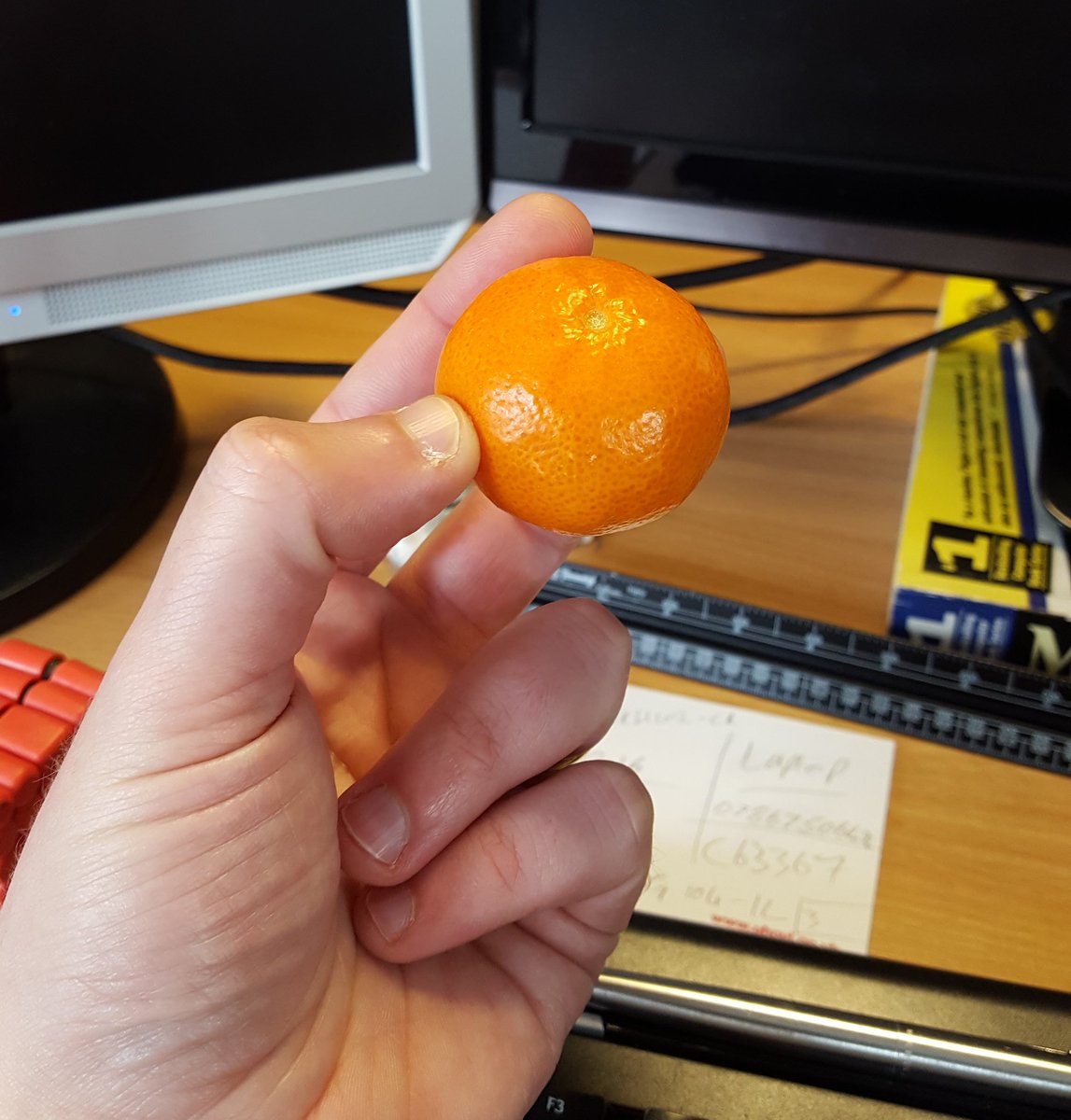 Dave_j_robinson's tweet photo. I love tiny fruit
 Makes me feel like a giant!😃 #smallfruit #orange #tinytangerine #giant https://t.co/67xnkgzdQw