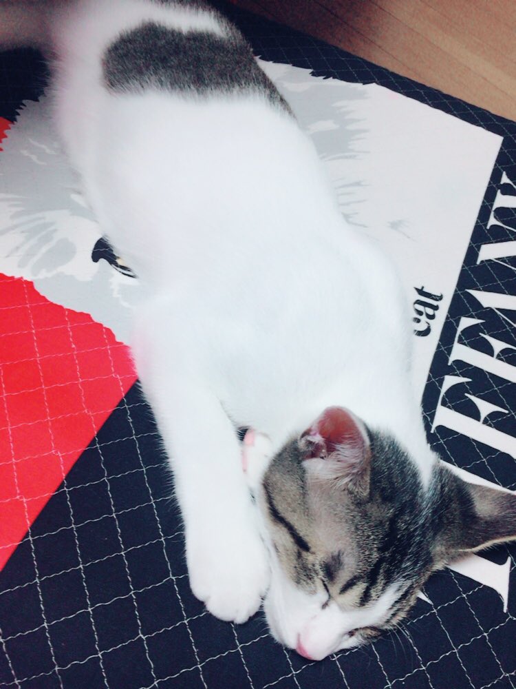 xUmi_cAT's tweet photo. ここ数日の海さん🐈💙
かごはおばあちゃんの
手作りです@(・●・)@

そして飼い始めて3ヶ月経つ〜♪
早い早い！

#猫好きさんと繋がりたい https://t.co/3ON3wBupZs