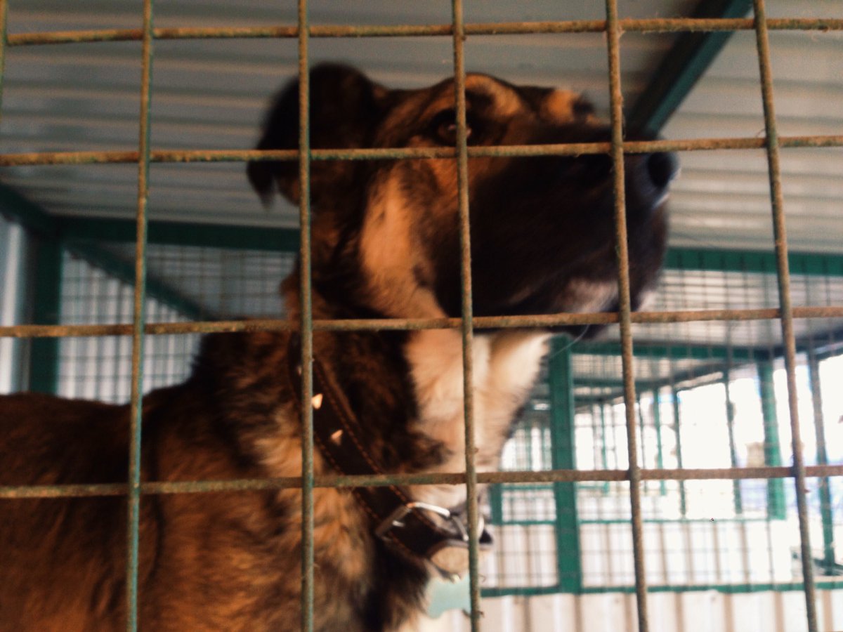 Приют щербинка. Приют для собак щербинка. Приют для собак щербинка. Собачий приют ул брусилова. Приют для животных щербинка.