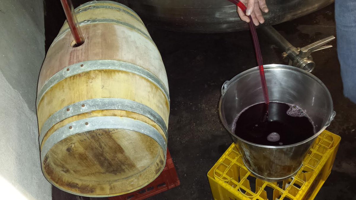 Playing in the field - producing a testbacth of "Oude Kriek" with real cherry's, oak aging (+ 1 Year), etc... @ <a href="/brijdepoes/">Brouwerij De Poes</a>