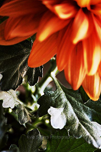 kylemsphoto's tweet photo. New Image!: "Orange Plant" #KyleSayersPhotography https://t.co/hFOejcdND6 https://t.co/ljRTwVUIk9