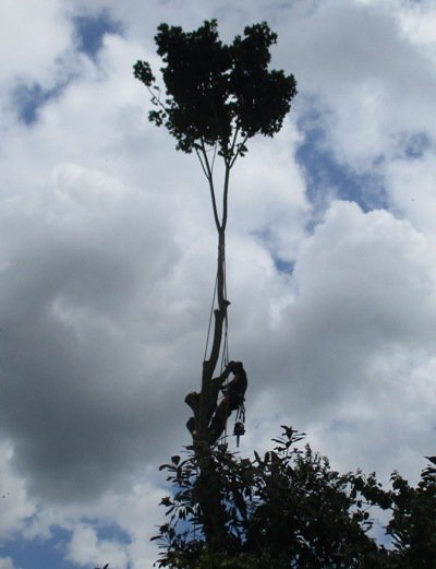 Romanrivertrees's tweet image. Sycamore Tree Removal in #Ipswich #Suffolk. A tight space but no problem for our professional team! #treesurgery #treesurgeon #treecare