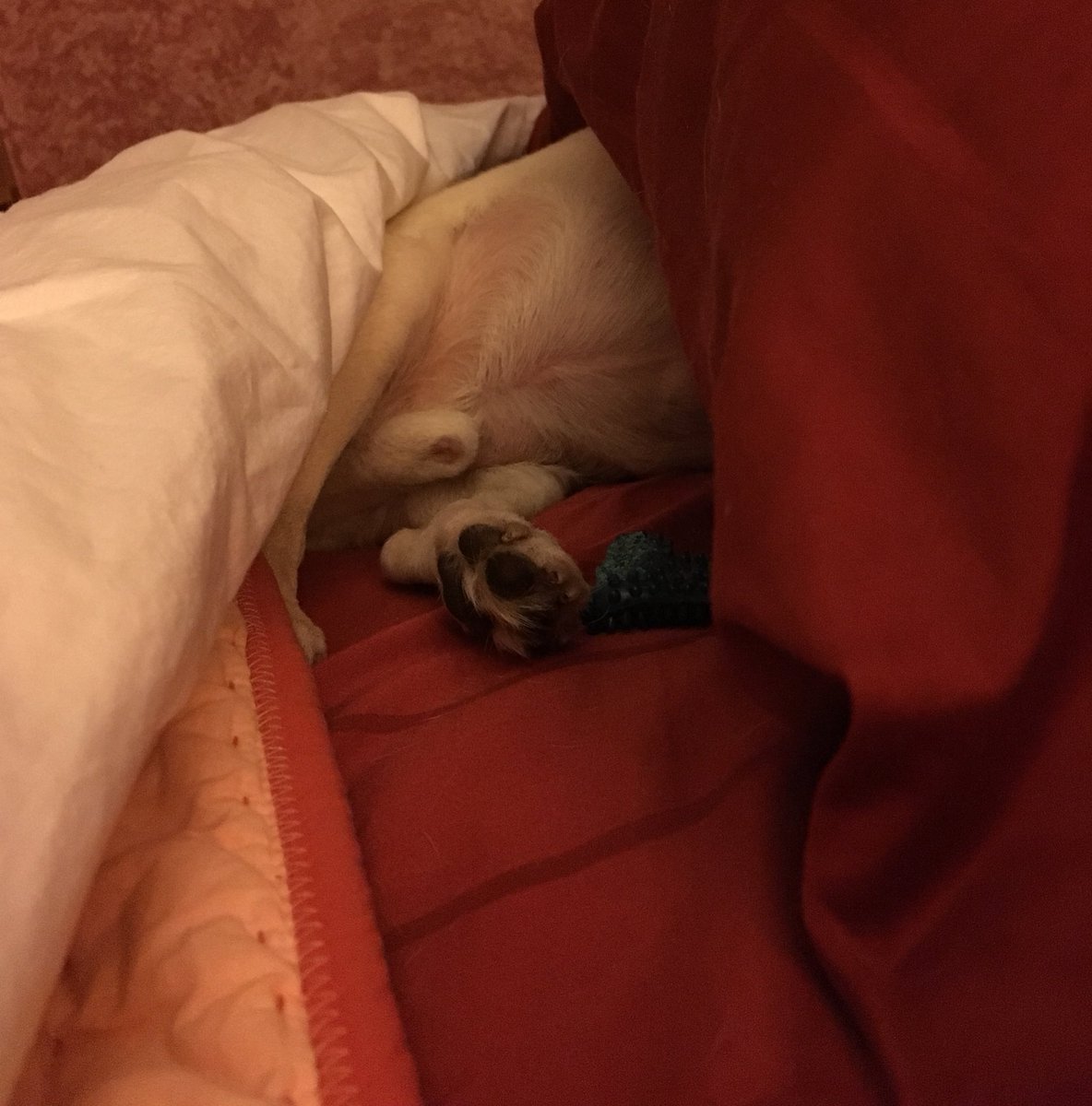 MaxwellTheChi's tweet photo. Just five more minutes mom... https://t.co/hXywsEHOPd