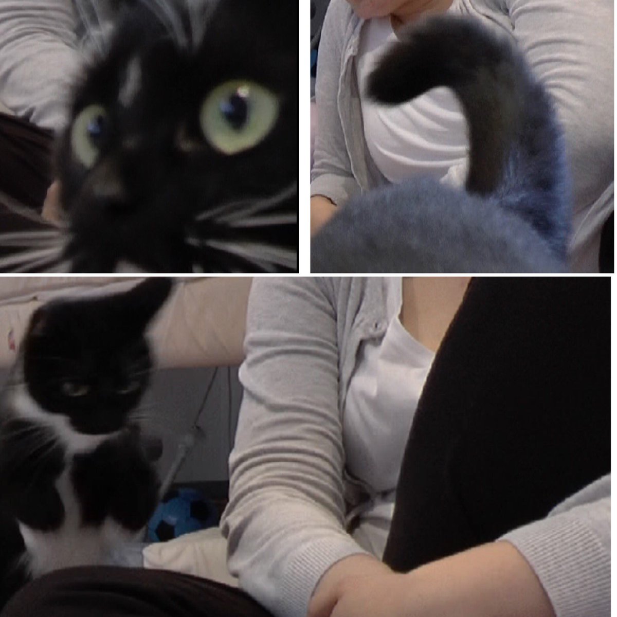 UnderstandFrame's tweet photo. This cat had some serious opinions on #standingframes at a recent interview! ๐ฑ https://t.co/dcQsTF6Fsg