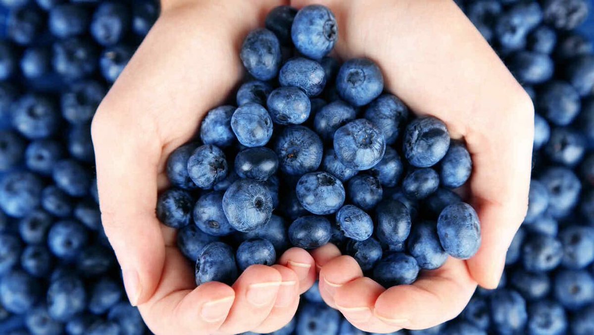 jorgedotto's tweet photo. Los arándonos son una rica fuente de vitamina C y folato, que participa en la síntesis y reparación de tu ADN #ADNsaludable #elADNdelplacer https://t.co/y8AHpUekUN