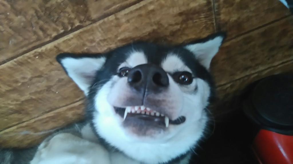 Life_of_Tygo's tweet photo. Just a random funny pose from Tygo The Husky 😁😍🐺 https://t.co/qx23i0jsme