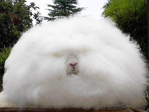 世界のウサギ図鑑 Pa Twitter アンゴラうさぎ トルコ原産のウサギ もこもこな毛に覆われた姿が特徴的で毛の長さは10cm近くにもなるそうです 暑さに弱く温度調節が必要なデリケートなウサギでもあります T Co Wncfhafarl Twitter