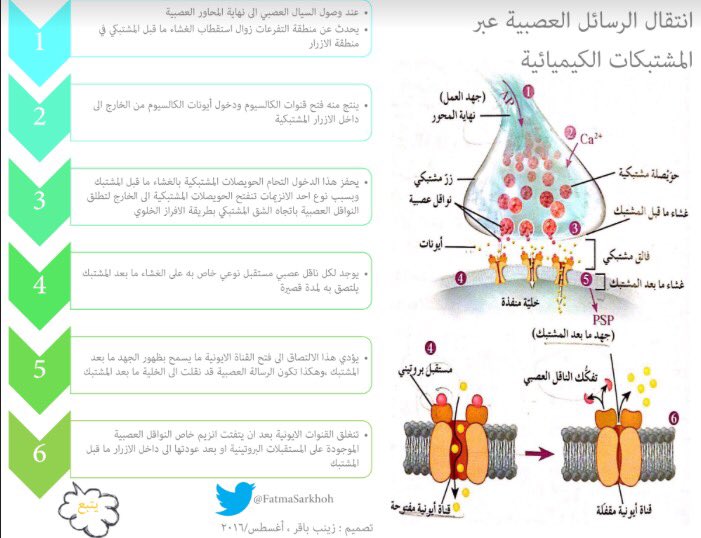 fatmasarkhoh's tweet photo. @fatmasarkhoh للخريجين 🎓
الدرس الثاني - انتقال الرسائل العصبية عبر ...#انفوجرافيك 
والله ولي التوفيق 🌸 https://t.co/GfSkqDAoSH