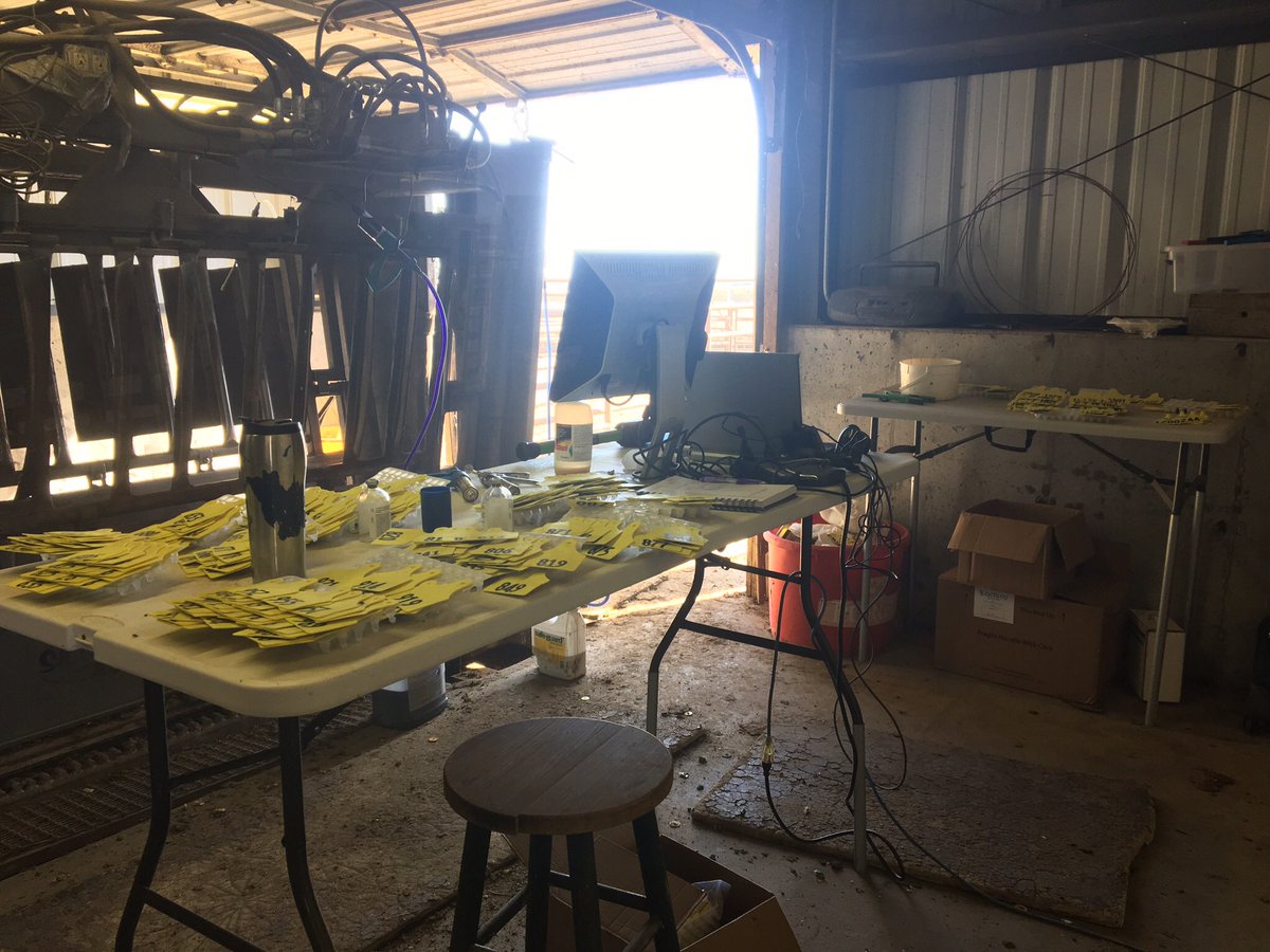 PowerlineBeef's tweet photo. @PowerlineBeef sire tagging and 2nd DNA sample at Arapahoe. #ABS #allflex #GeneSeek #CowSense https://t.co/ILIHMA7Hfb