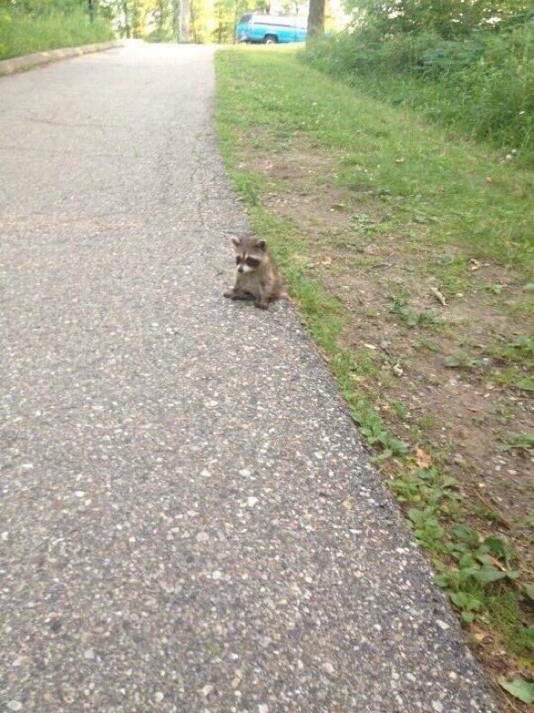 WealthWave99's tweet photo. when u realize u don't want 2 be responsible for anything anymore &amp; u just want 2 nap and be small https://t.co/MUlUjBHSHt