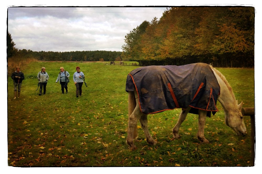 BorderGroupRDA's tweet photo. Excellent morning with our TEAM WEDNESDAY and a HUGE thanks to our volunteers for making it all happen #muddyponies #winteriscoming #RDA https://t.co/cB5itKp2i4