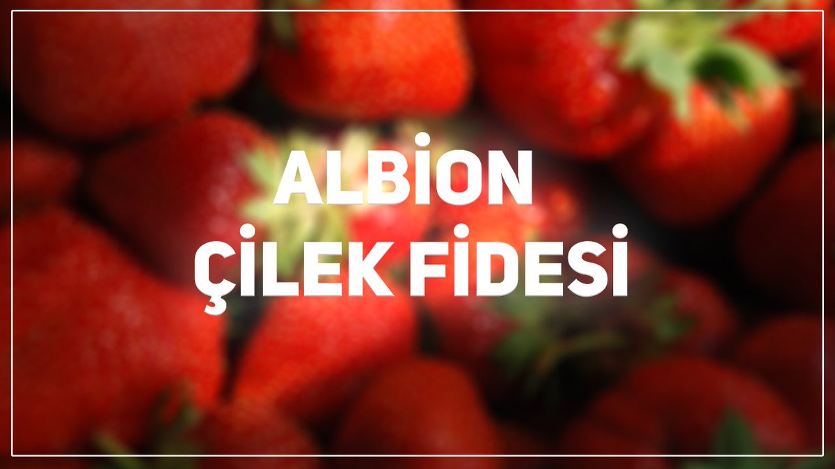 intfarming's tweet photo. Albion Çilek Fidesi Özellikleri İçin : https://t.co/iJa9XJEFbX
#albion #çilek #fidesi #albionçilekfidesi https://t.co/uJVjdy5sQh