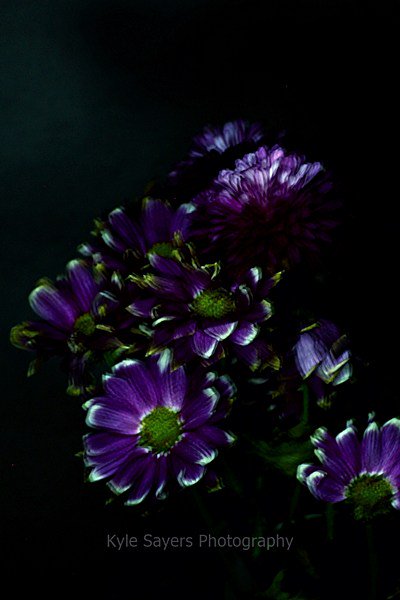 kylemsphoto's tweet photo. New Image!: "Purple Blur" #KyleSayersPhotography https://t.co/kKzqOTNE3o https://t.co/W4Oya9PXk1