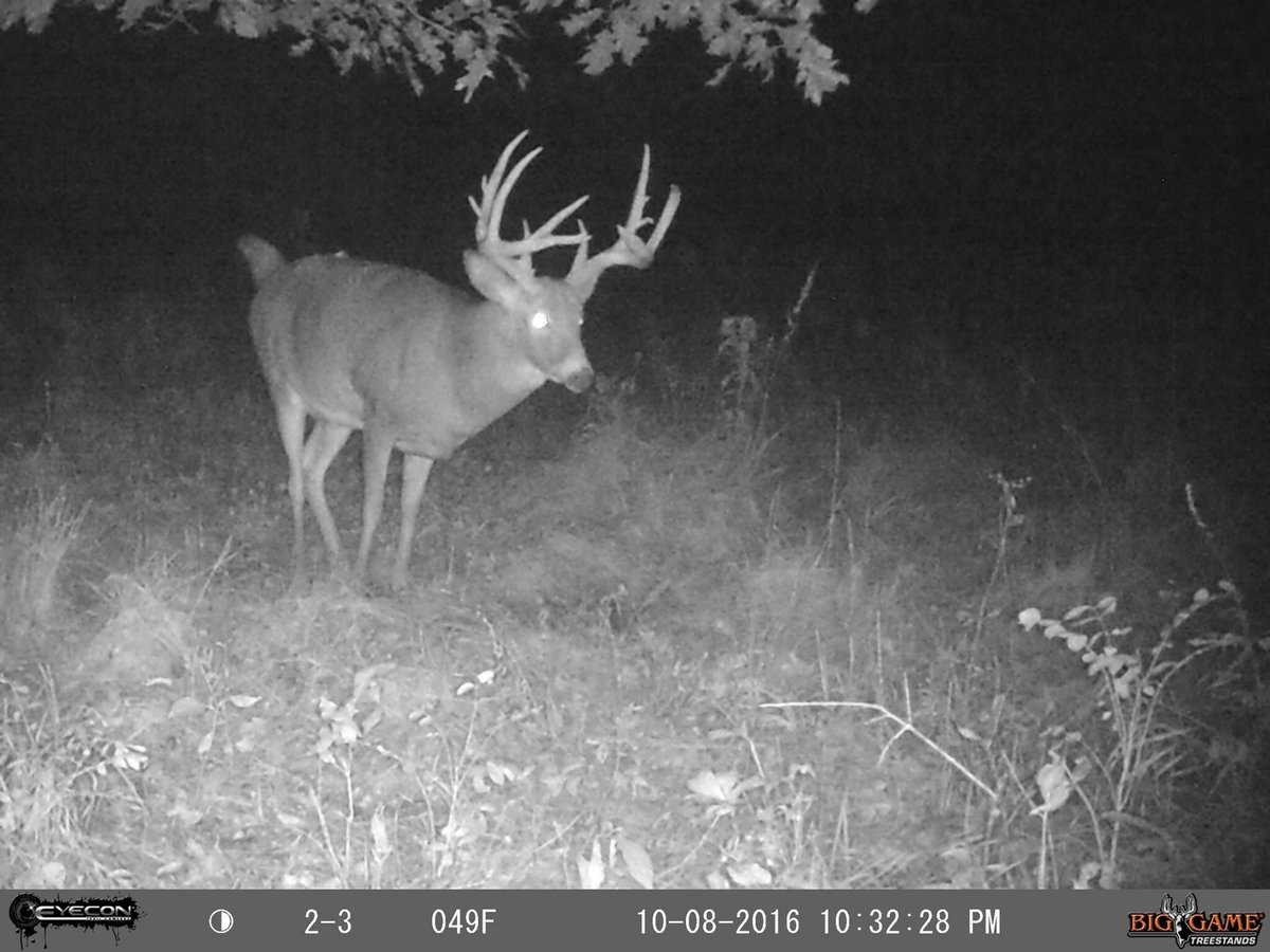 TrophyPursuit's tweet image. Got to love giants on mock scrapes!! #thehuntneverends #gomuddy #windpro #procam