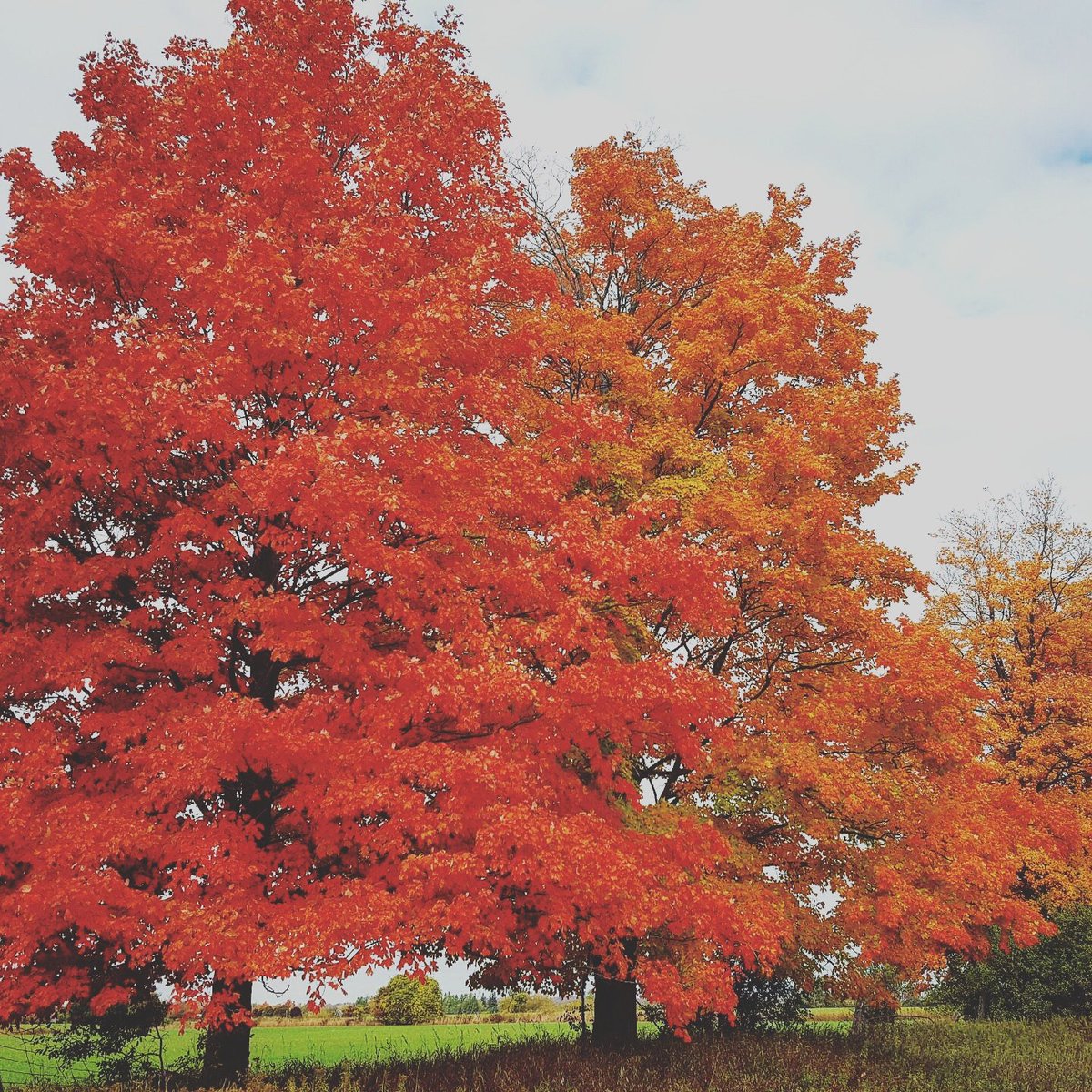 GeoMorphix's tweet photo. The Fall colours making a day in the field even more enjoyable!
A great photo by our Senior Earth Scientist, Cara! π
#geomorphix #fieldwork https://t.co/TO4Fcv7wVH
