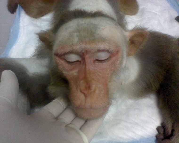 SAENonline's tweet photo. .@USDA_APHIS levy MAX FINE agst INEPT @Stanford 4 2nd-degree facial burns from HEAT lamp to illuminate monkey's face https://t.co/GYn7roebBF