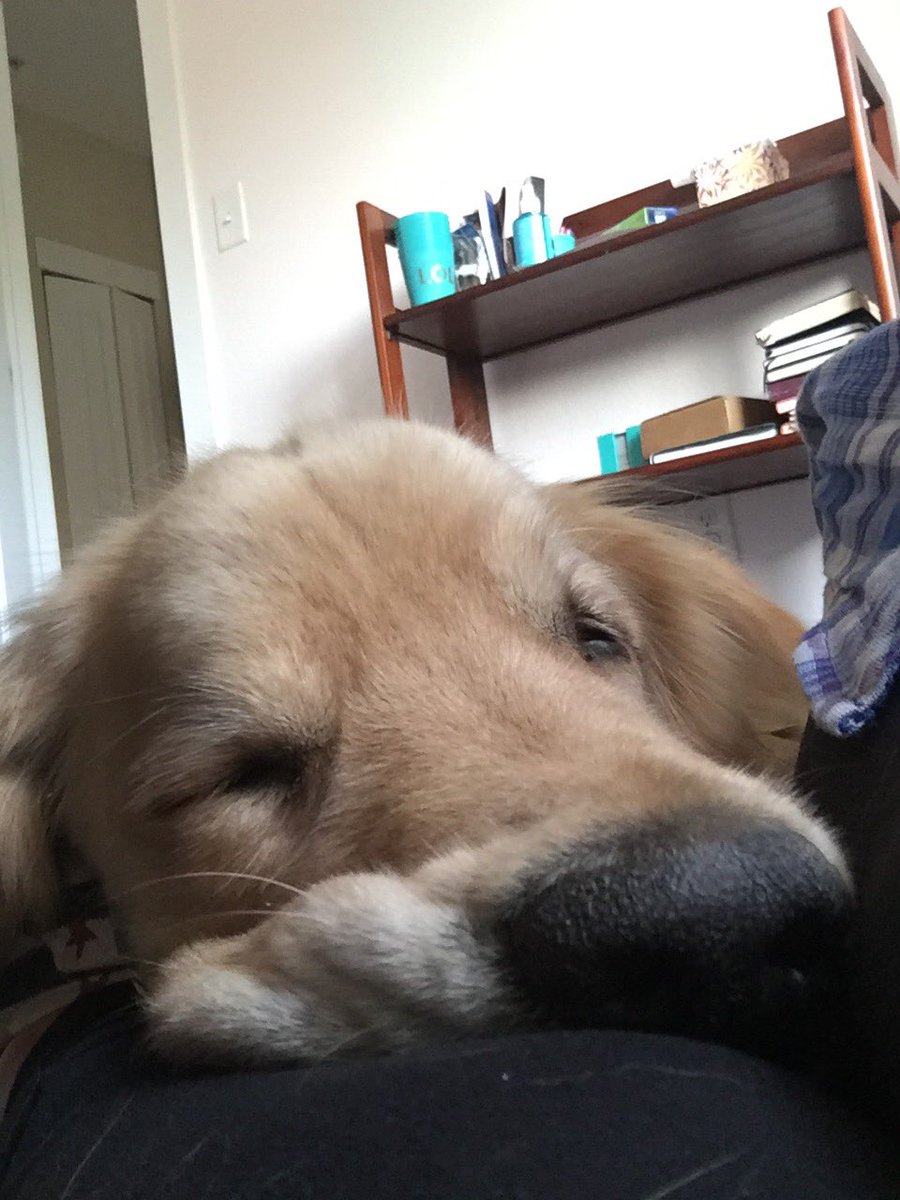 NYCBurt's tweet photo. Mom if you would stop fighting and just let me closer this would all be a lot easier #burtthedog #dogsoftwitter #dogslife https://t.co/3jqF8HzW0D
