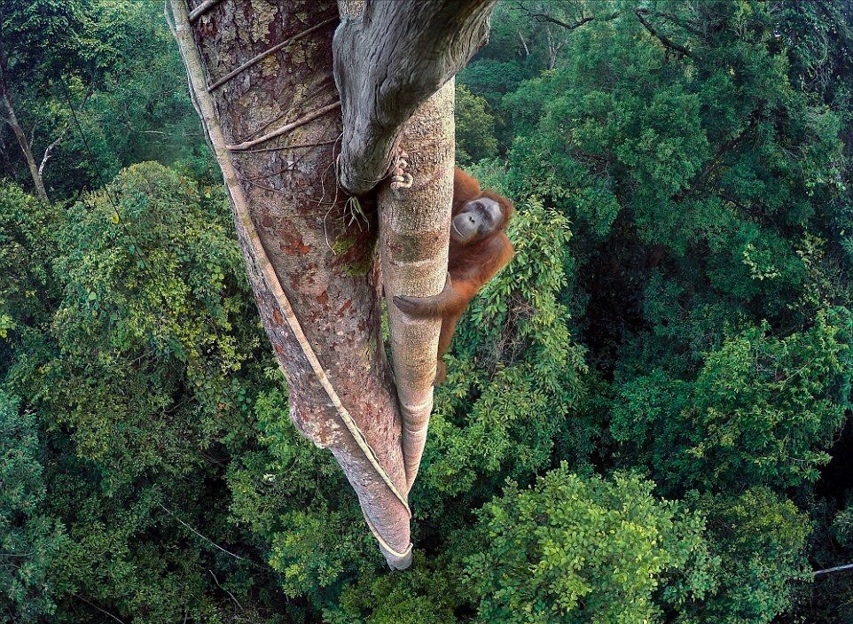 kaimarechik's tweet photo. Foto ganadora de vida salvaje 2016. Sin palabras https://t.co/Q41xoKmVBV