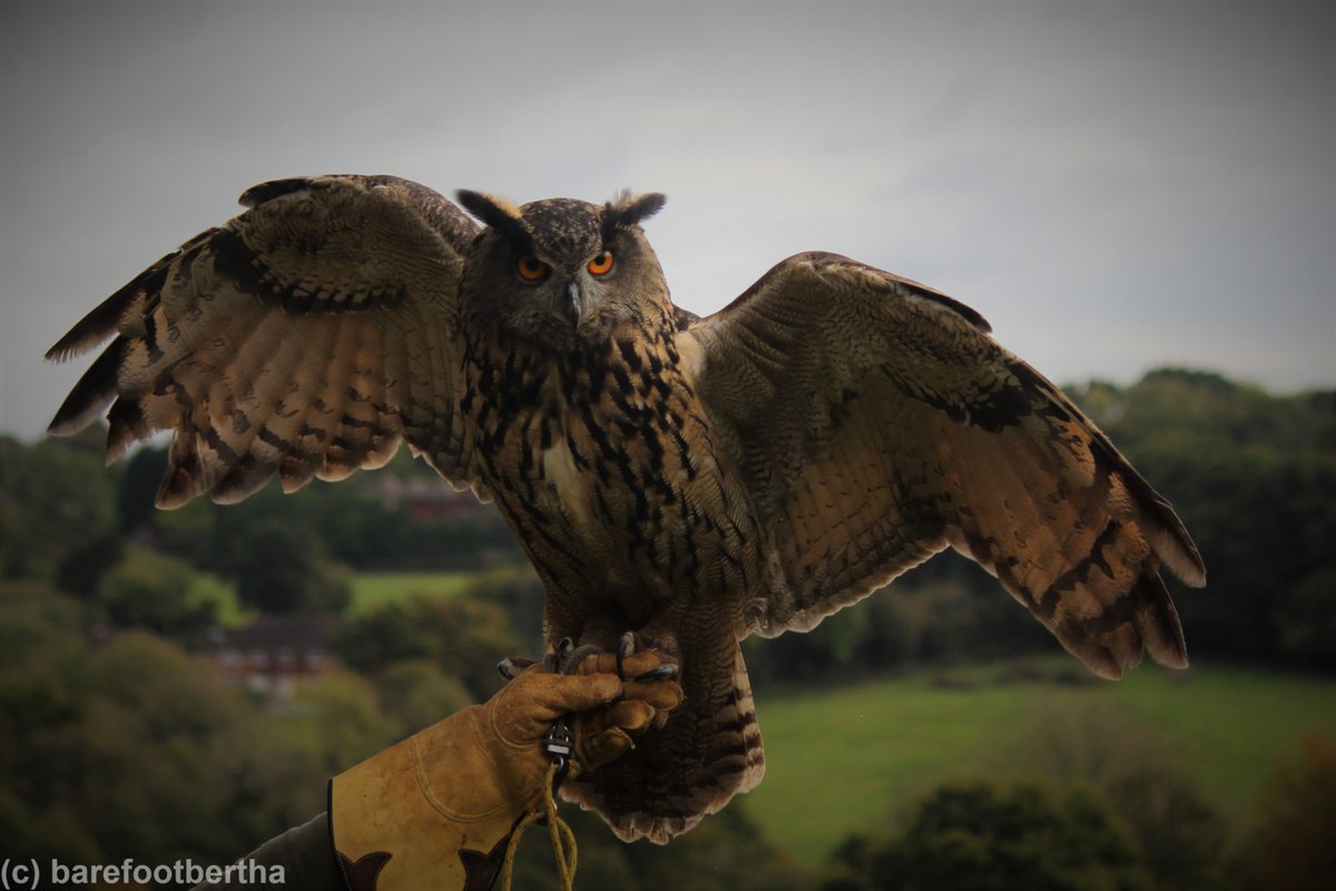 Hazel #europeaneagleowl #owls #birds @OwlsAboutTown #birdsofprey she is absolutely stunning !!