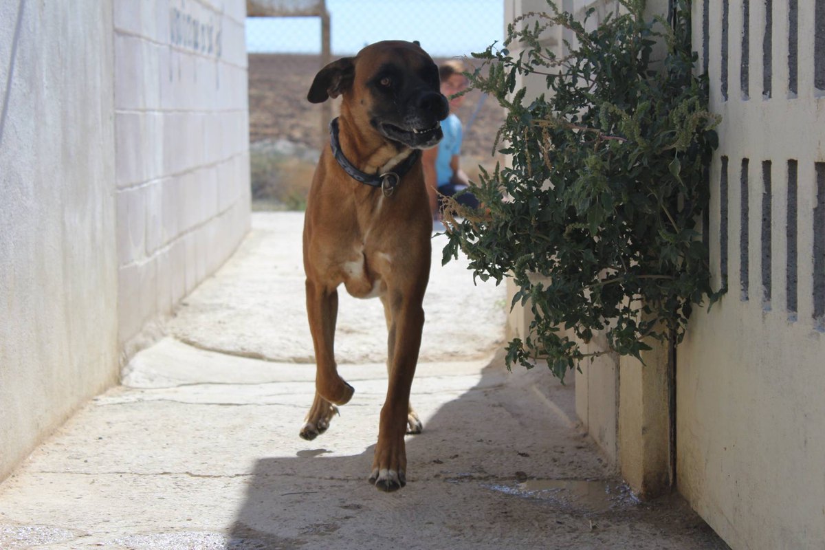 REFUGIOAPRENDA's tweet photo. ¿Jugamos un rato? Este simpático cruce de boxer es Río (macho). Vitalidad, cariño, dinamismo... #adopta a este amigo, y tendrás eso y más. https://t.co/RzXPgsSKaH
