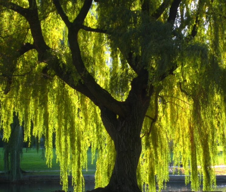 Cups in Clinton tweet media