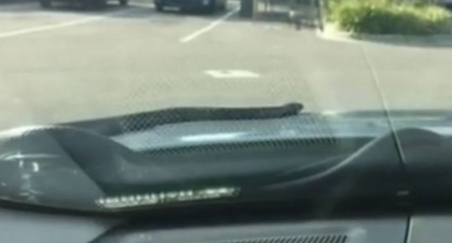 Snakes on a Plane? How about a snake on the hood of your car? bit.ly/2ei8Y9M https://t.co/3hEpB1z2tB