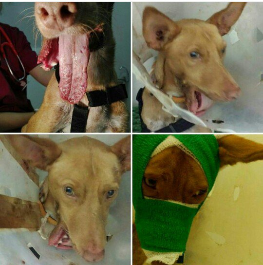 Grandes noticias sobre #Spirit el perro tiroteado con la mandíbula destrozada! Ayúdanos a darle una vida nueva! #Dona #Teaming