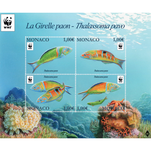 PVMonster's tweet photo. #MONACO 2016 | Wereld Natuur Fonds

| #fauna - #OETP - #vissen - #WNF - #WWF | https://t.co/LGwFQfcF1W https://t.co/ioELwGJNvY