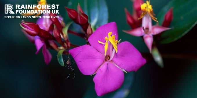 RFUK's tweet photo. There are more than 100,000 plant species in tropical rainforests around the globe – and many more yet to be discovered #nature #rainforests https://t.co/o3deZmYawS