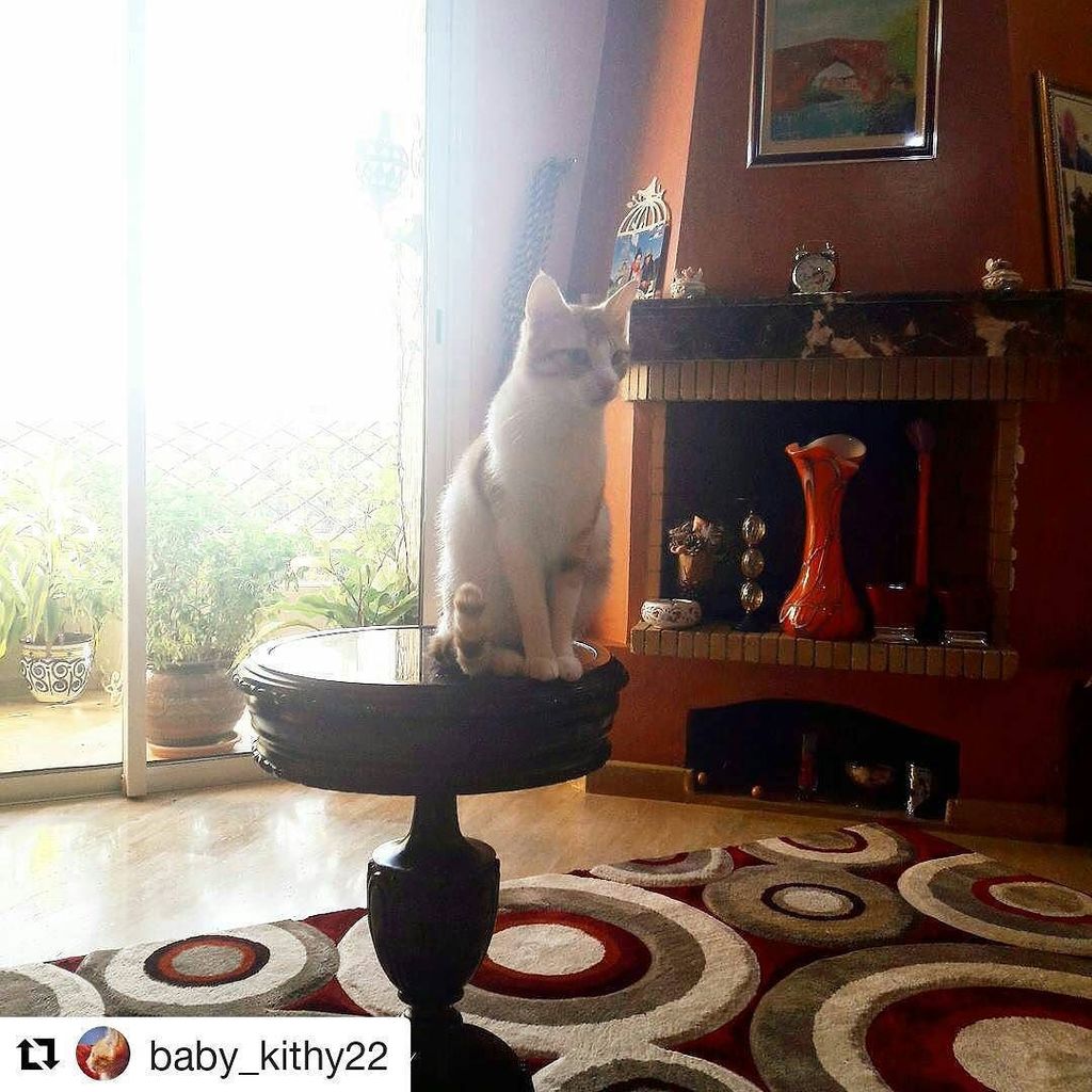 CutenessGen's tweet photo. #Repost @baby_kithy22 with @repostapp
・・・
#catoftheday #catlovers #kithy #babykitty #babyg… https://t.co/oshfbFG5Mx https://t.co/g3kZPCKMiY