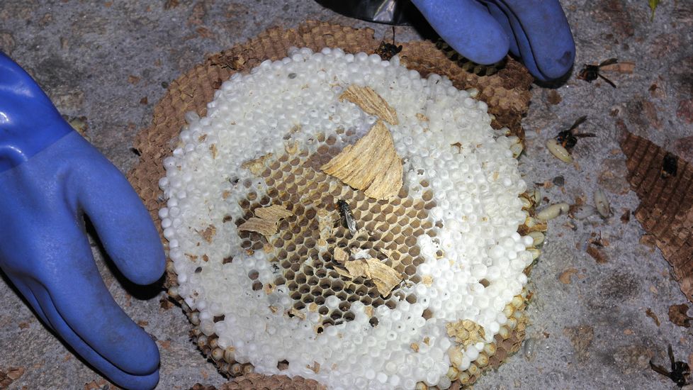 ApiEcologica's tweet photo. La velutina y la sequía reducen entre el 30 y el 40 % la producción de #miel https://t.co/PL5BBk0jvO #apicultura #abejas https://t.co/14qejzsVW1