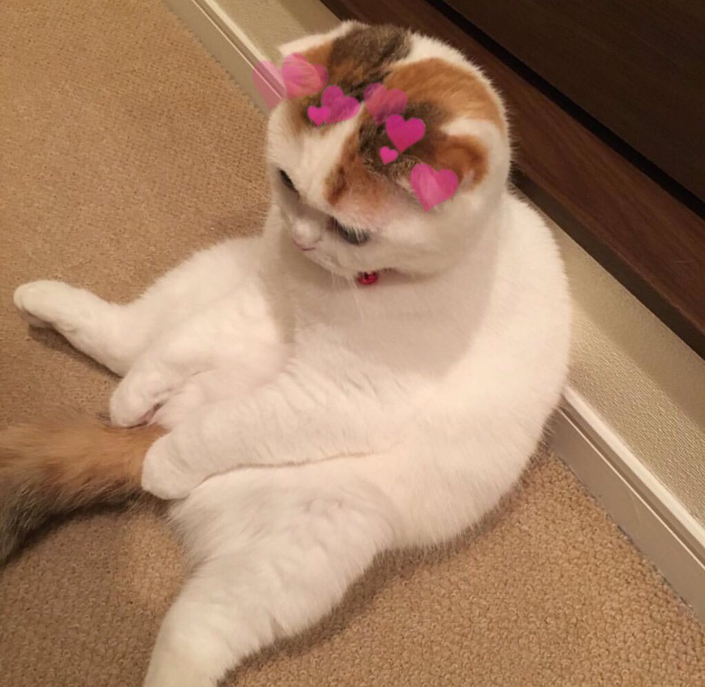 catswithearts's tweet photo. https://t.co/fqmRXNerTN