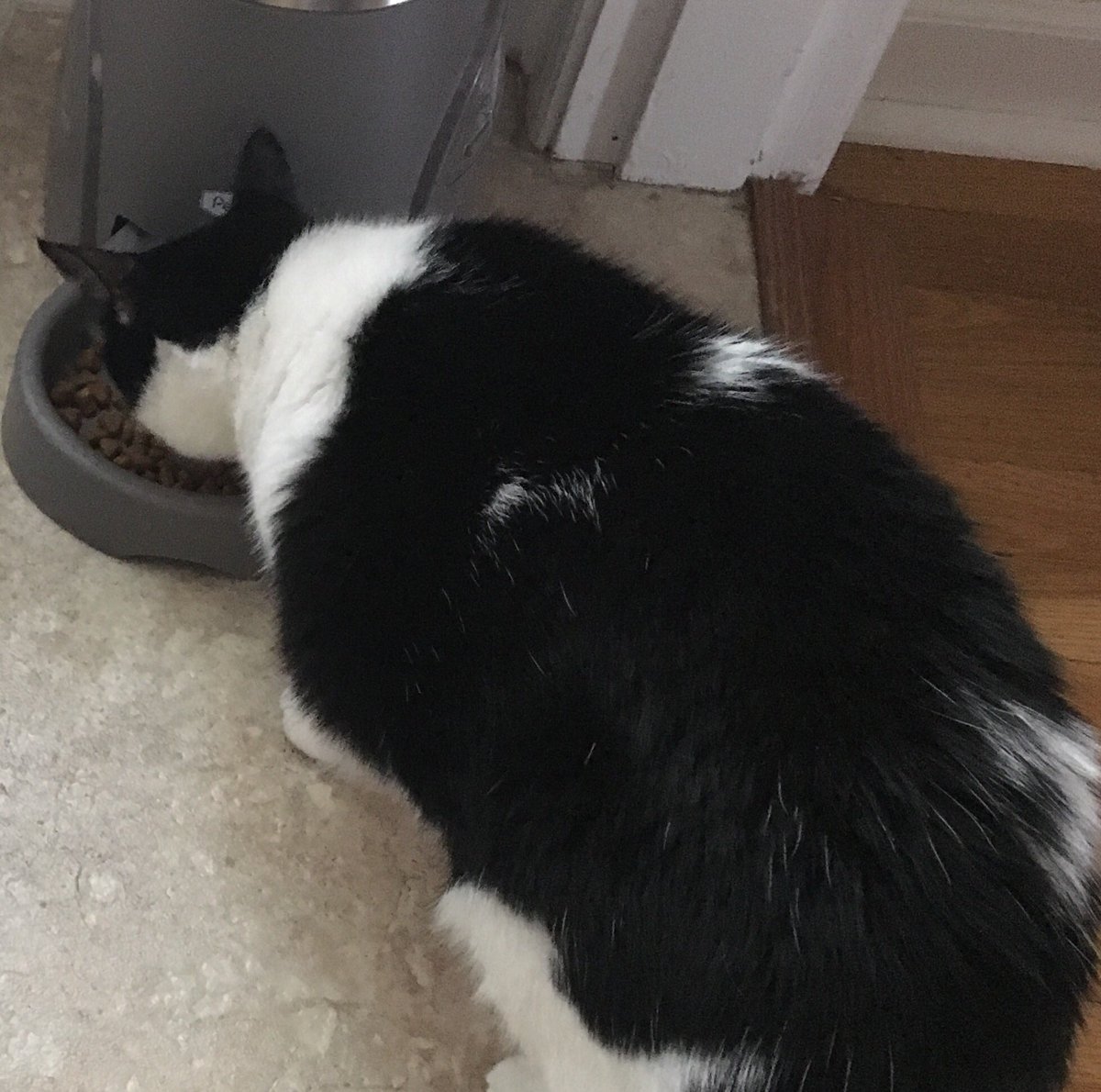 ThewendCat's tweet photo. Eat like a machine. Time to pack on winter fat. Huggable hugeness. #catku #cats https://t.co/9KvEoF8MPx